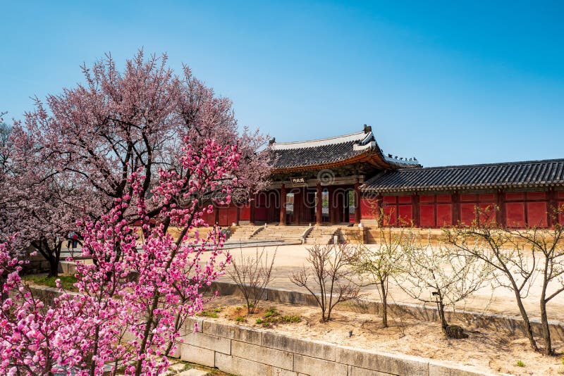 Entrance of Changgyeonggung Palace in Honghwamun Area with Cherry blossom, Seoul, South Korea stock photography Entrance of Changgyeonggung Palace in Honghwamun Area with Cherry blossom, Seoul, South Korea stock photography