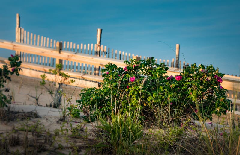 Entrance to the beach at Coral Street in Beach Haven  NJ