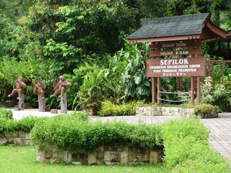 Orangutan Animal Sanctuary in Sepilok, Malaysia Editorial Stock Image - Image of borneo, animal: 122734704 Orangutan Animal Sanctuary in Sepilok, Malaysia Editorial Stock Image - Image of borneo, animal: 122734704