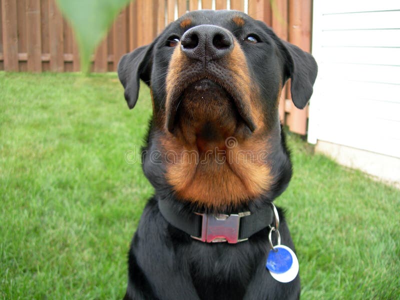 Entranced Rottweiler Close Up