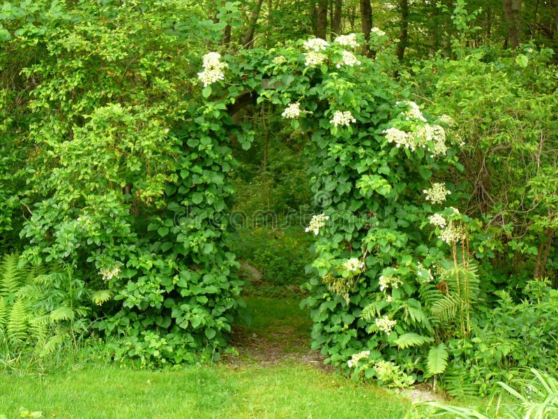 Entrata del supporto conico nel più forrest in Westport Massachusetts immagine stock Entrata del supporto conico nel più forrest in Westport Massachusetts immagine stock