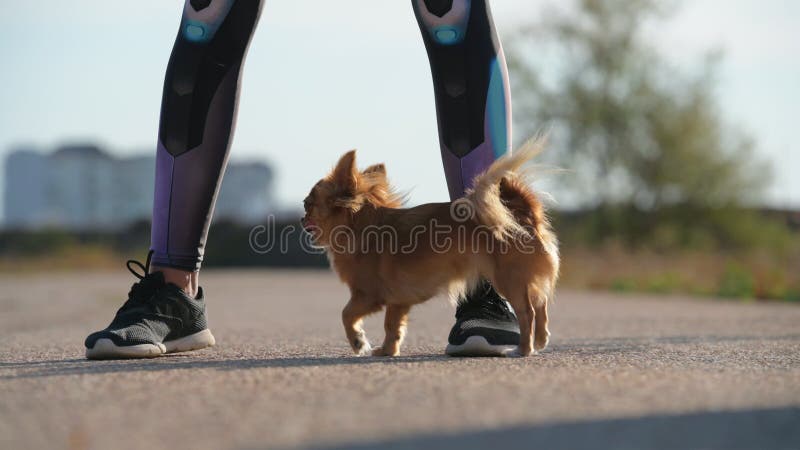 Entraînement d'obéissance du petit chihuahua animal de compagnie qui court sous les jambes de la jeune femme maître pendant les lo