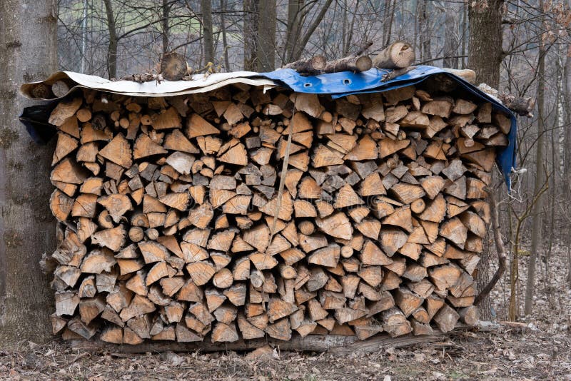 In the forest between two trees there is a stack of chopped wood covered with a tarpaulin. In the forest between two trees there is a stack of chopped wood covered with a tarpaulin