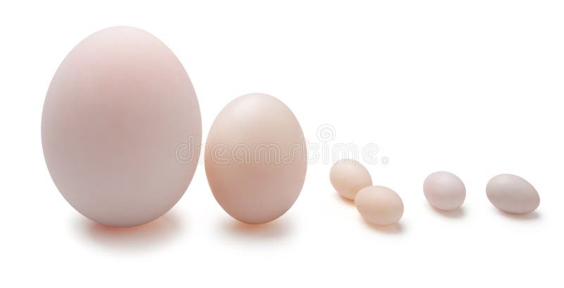 Entre los huevos y el huevo de los pájaros fotos de archivo libres de regalías Entre los huevos y el huevo de los pájaros fotos de archivo libres de regalías
