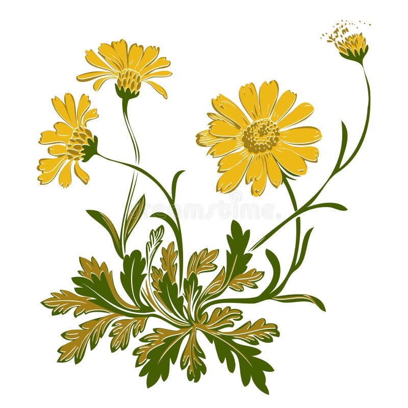 Entregue as flores tiradas do dente-de-leão isoladas no fundo branco Vetor ilustração do vetor Entregue as flores tiradas do dente-de-leão isoladas no fundo branco Vetor ilustração do vetor
