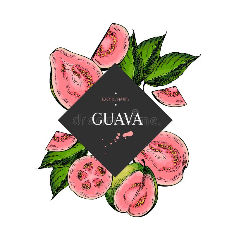 Hand drawn guava whole, sliced, half with leaves in design template. Colored engraved illustration. Square stylish frame composition. Restaurant menu, flyer, banner, poster, exotic fruit summer party. Hand drawn guava whole, sliced, half with leaves in design template. Colored engraved illustration. Square stylish frame composition. Restaurant menu, flyer, banner, poster, exotic fruit summer party.