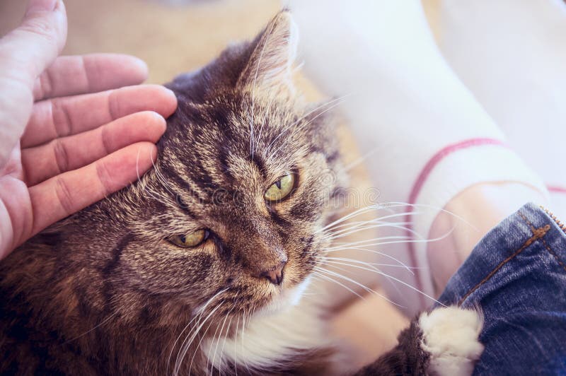 Entregue o afago do gato macio velho, que se encontra nos pés de uma mulher, fim acima foto de stock Entregue o afago do gato macio velho, que se encontra nos pés de uma mulher, fim acima foto de stock
