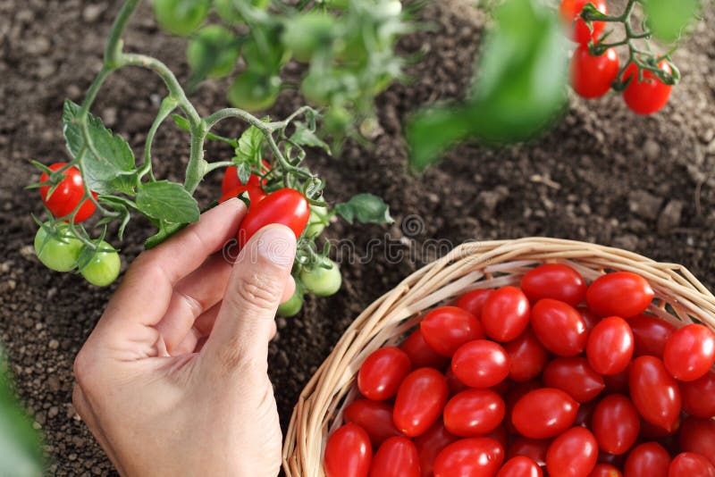 Entregue tomates de cereja da colheita da planta com cesta