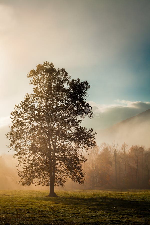 Enträd i cades cove royaltyfria bilder