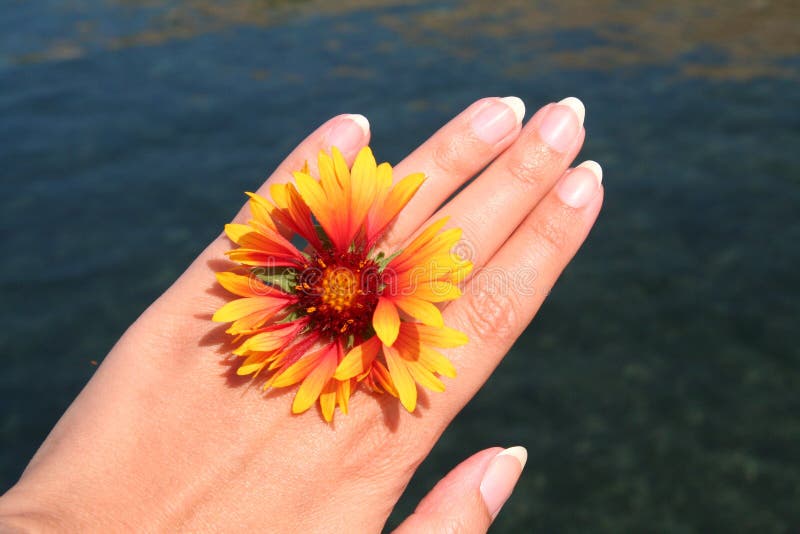 Female hand with flower, background is ocean-water. Female hand with flower, background is ocean-water