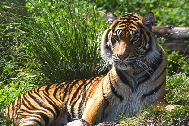 Sumatran Tiger. Sumatran Tiger