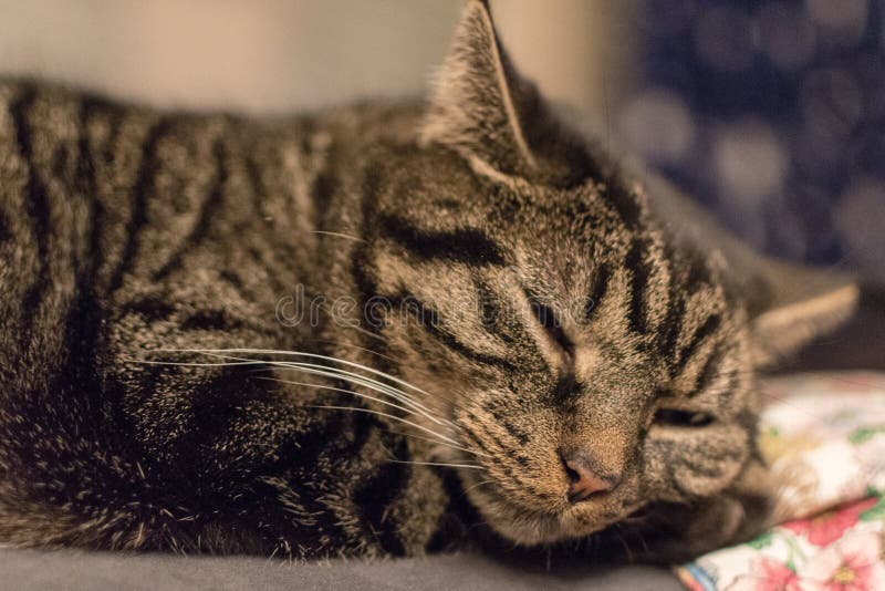 Entspannte nette und gestreifte Katze kurz nach dem Aufwachen stockfoto Entspannte nette und gestreifte Katze kurz nach dem Aufwachen stockfoto