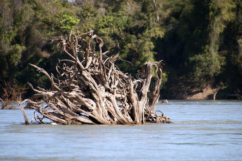 Entwurzelte Baumstämme im überschwemmten Wald in der Trockenzeit
