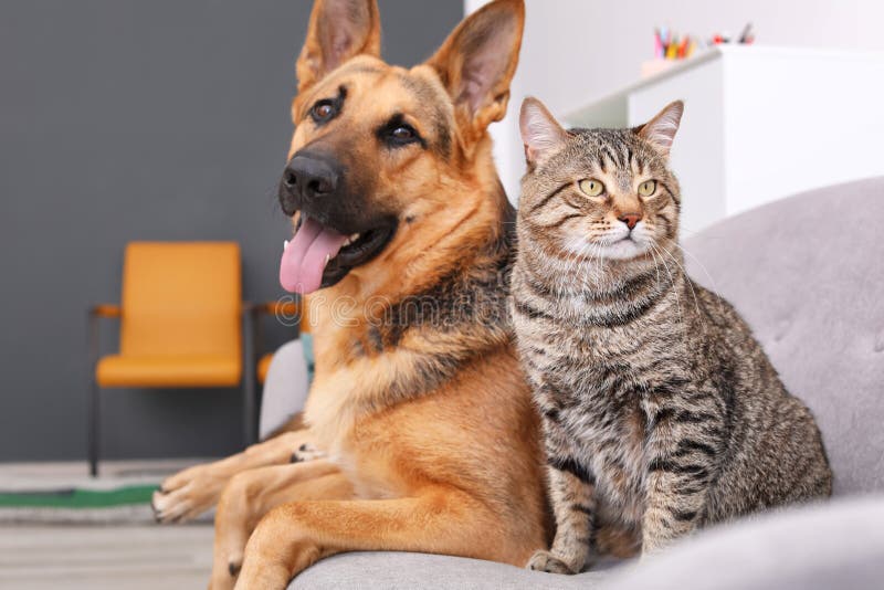 Entzückende Katze und Hund, die zusammen zuhause auf Sofa stillsteht