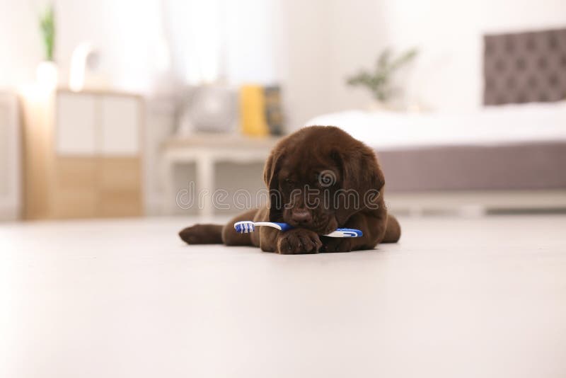 Entzückende Schokolade labrador retriever mit Zahnbürste lizenzfreie stockbilder Entzückende Schokolade labrador retriever mit Zahnbürste lizenzfreie stockbilder