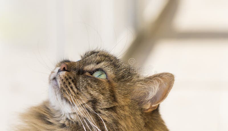Entzückende sibirische Katze mit dem braunen Haar, das oben, hypoallergenic Kätzchen schaut lizenzfreie stockbilder Entzückende sibirische Katze mit dem braunen Haar, das oben, hypoallergenic Kätzchen schaut lizenzfreie stockbilder