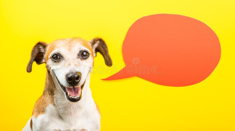 Entzückender lachender Hund mit offenem Mund Glückliches lächelndes Haustier auf gelbem Hintergrund und orange Spracheballon Lust stockbilder