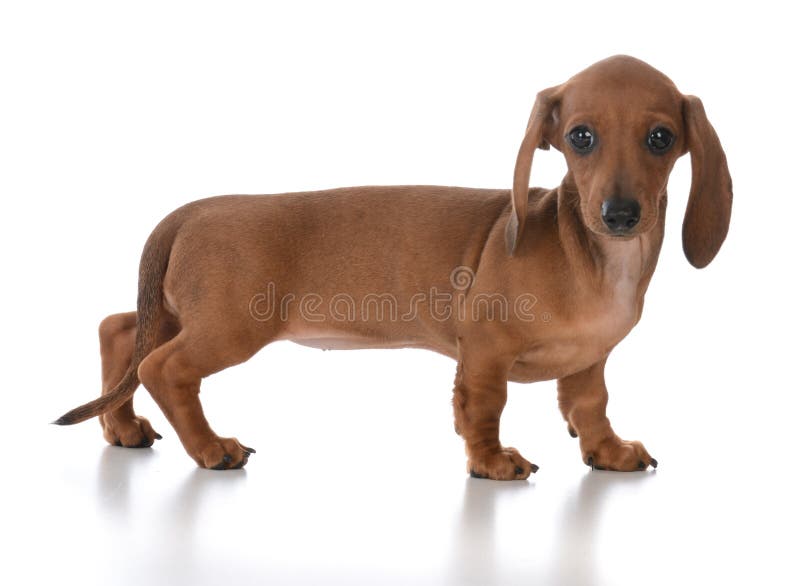 entzückender weiblicher Dachshundwelpe stockfoto entzückender weiblicher Dachshundwelpe stockfoto