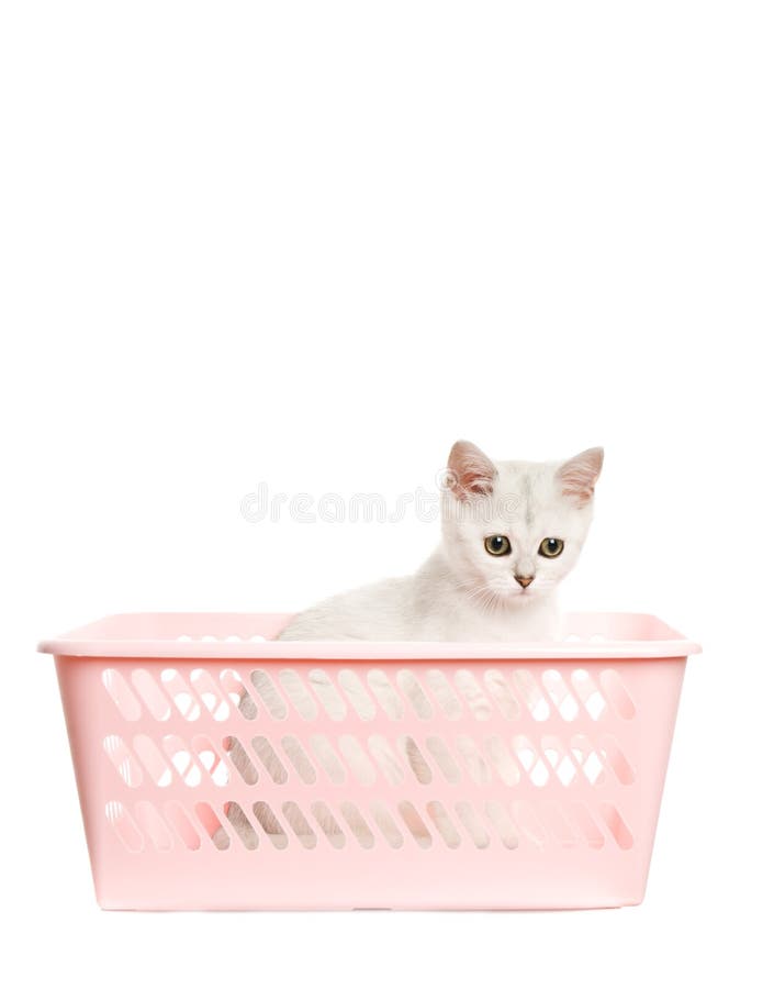 Adorable british kitten sitting in a pink basket. Isolated on white background. Adorable british kitten sitting in a pink basket. Isolated on white background