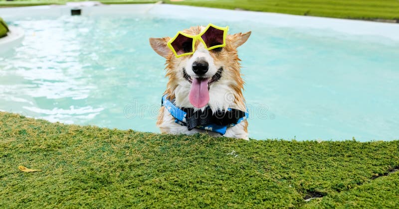 Entzückendes Waliser-Corgihundelächelngesicht tragen gelbe Sonnenbrille im Swimmingpool am Wochenende stockfotos Entzückendes Waliser-Corgihundelächelngesicht tragen gelbe Sonnenbrille im Swimmingpool am Wochenende stockfotos