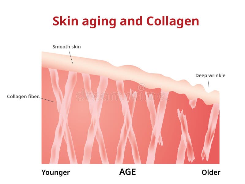 Envelhecimento da pele, colagênio na pele jovem e velha