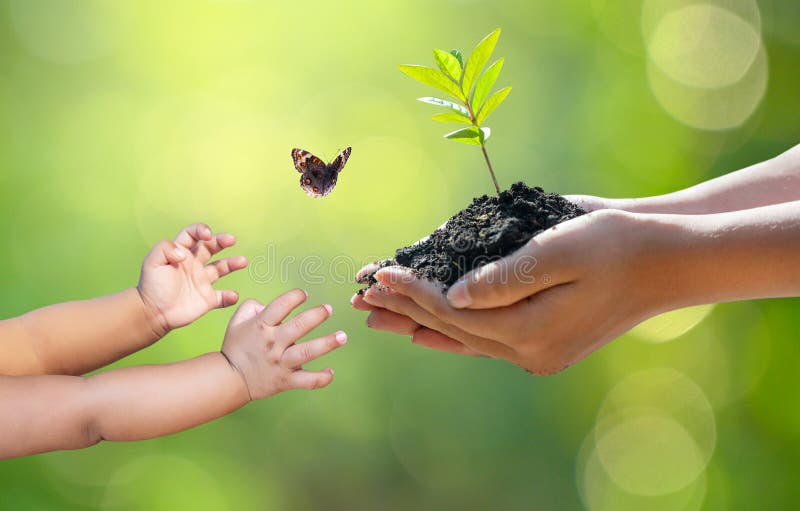 Environment Earth Day In the hands of trees growing seedlings. Bokeh green Background Female hand holding tree on nature field royalty free stock photo Environment Earth Day In the hands of trees growing seedlings. Bokeh green Background Female hand holding tree on nature field royalty free stock photo