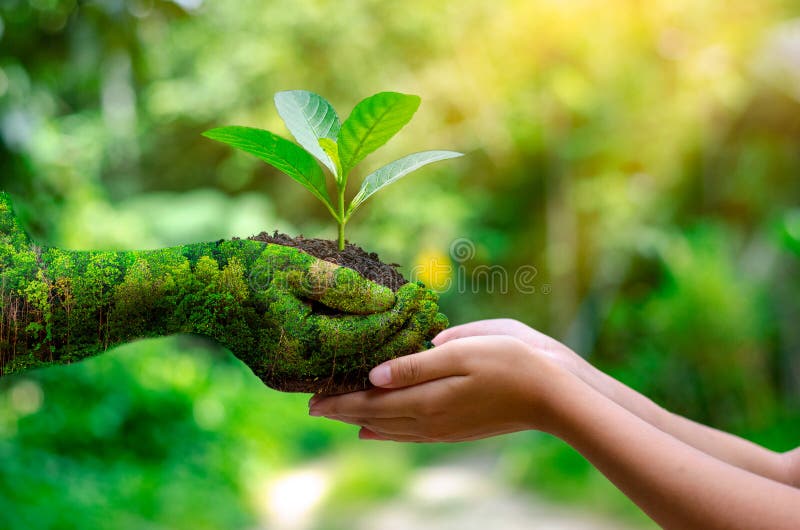 Environment Earth Day In the hands of trees growing seedlings. Bokeh green Background Female hand holding tree on nature field gra