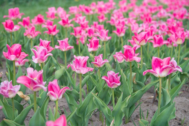Environment and ecology. enjoy seasonal blossom. pink flowers in field. Landscape of Netherlands tulips. Spring season. Travel. Colorful spring tulip field royalty free stock images Environment and ecology. enjoy seasonal blossom. pink flowers in field. Landscape of Netherlands tulips. Spring season. Travel. Colorful spring tulip field royalty free stock images