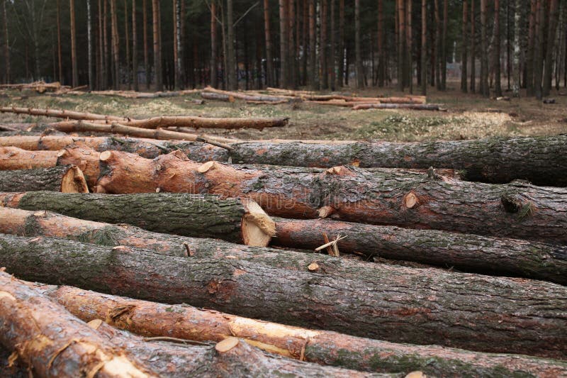 Environment, nature and deforestation - cutting down and felling of trees in forest stock photos