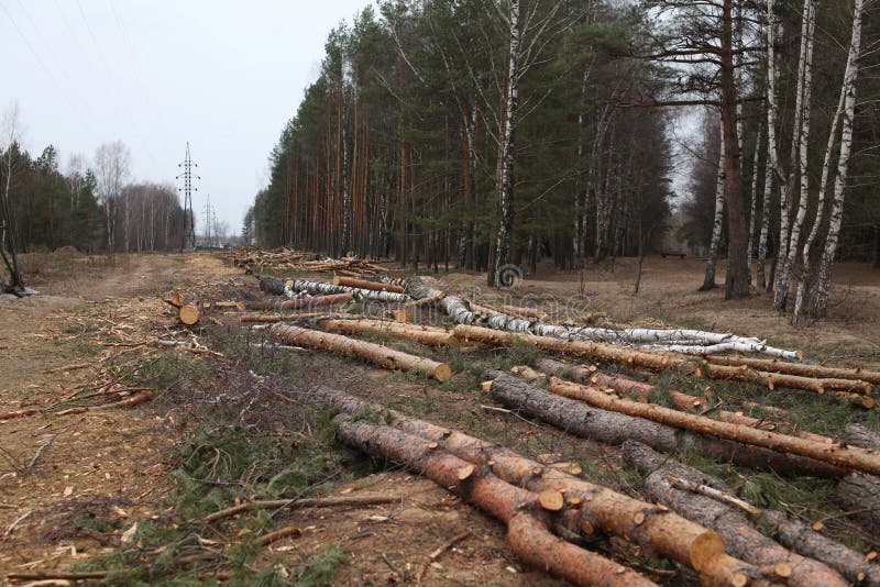 Environment, nature and deforestation - cutting down and felling of trees in forest royalty free stock photos
