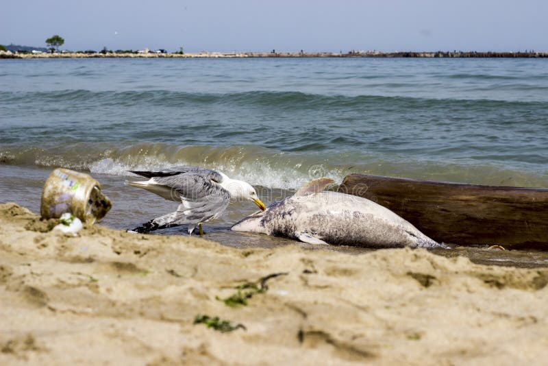 Environmental Problem Dolphins are Dying Stock Photo Image of fish