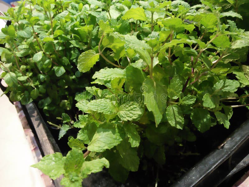 Vegetable Plants that are Usually Used for Cooking Soup Stock Photo
