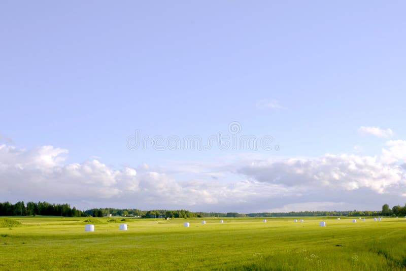 Envolvido nos pacotes plásticos brancos do feno para o alimento do inverno que encontra-se no campo de exploração agrícola pronto fotografia de stock royalty free Envolvido nos pacotes plásticos brancos do feno para o alimento do inverno que encontra-se no campo de exploração agrícola pronto fotografia de stock royalty free
