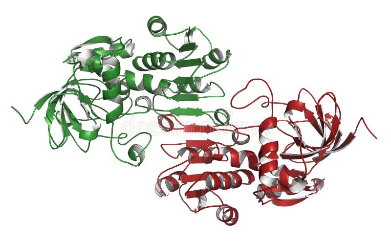 Enzym der Getränkdehydrogenase (A.V.W.) lizenzfreie abbildung Enzym der Getränkdehydrogenase (A.V.W.) lizenzfreie abbildung