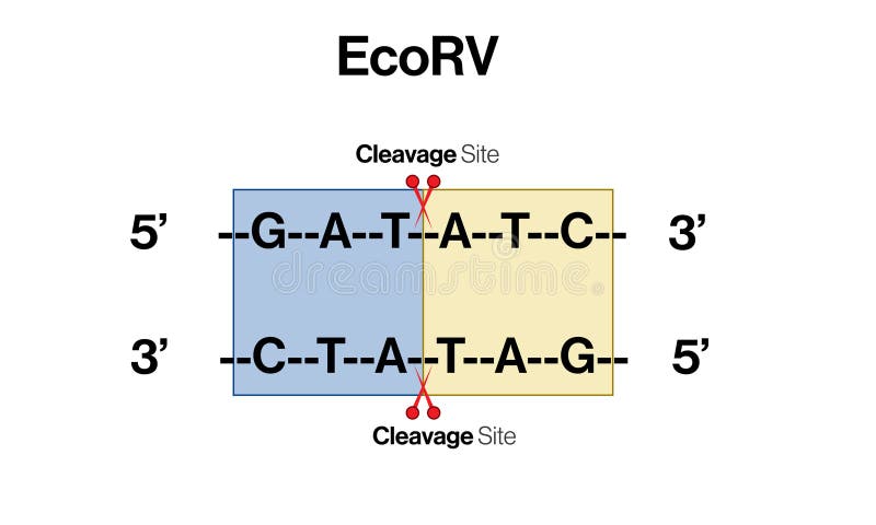 Enzymwirkung der ecorv-Restriktion auf DNA-Sequenzvektordarstellung weißer Hintergrund. lizenzfreie abbildung