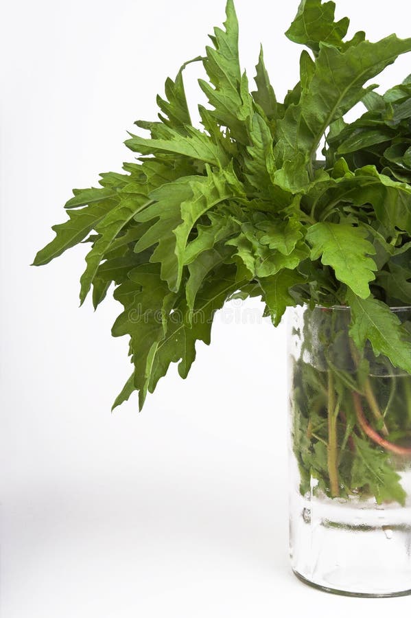 Epazote herbs stock image. Image of mexican, cilantro, green 574507