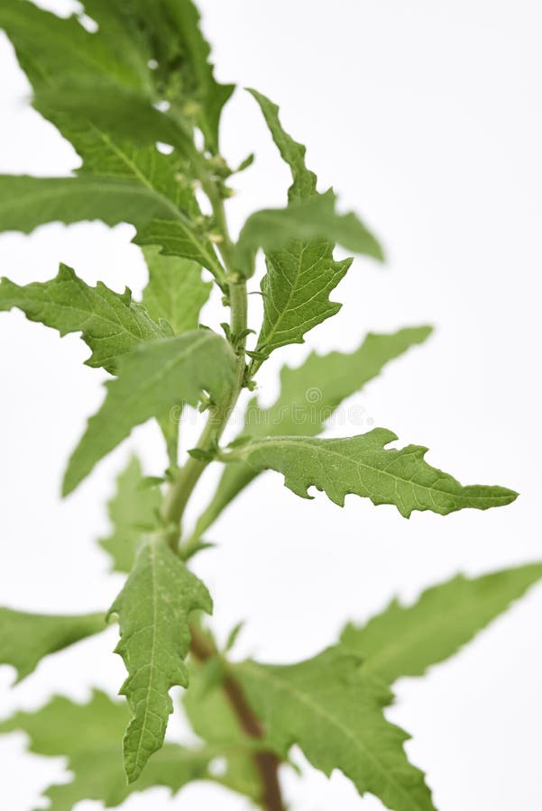 Epazote Plant stock photo. Image of botanical, leaves 49820166