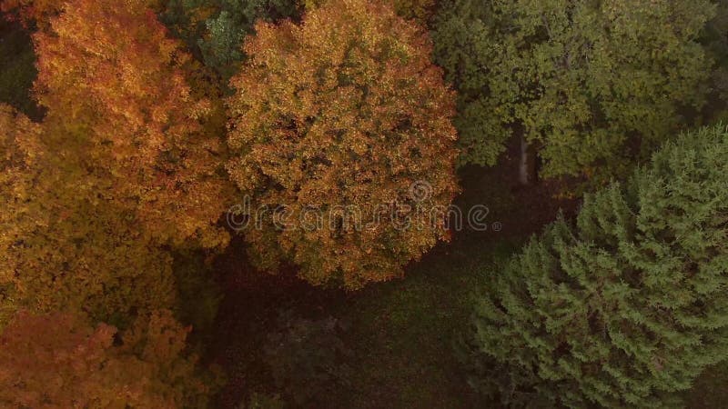 Epic flight over autumn forrest. Colorful trees drone aerial.