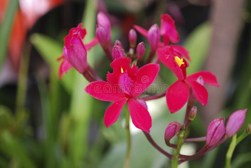 Epidendrum Hokulea Flores 'vermelhas 'super Da Orquídea Plantas Decorativas  Para a Estufa Imagem de Stock - Imagem de flor, mola: 137419885