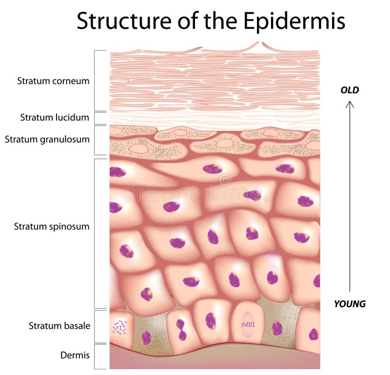 Anatomy of the epidermis, the outmost layer of human skin, eps8. Anatomy of the epidermis, the outmost layer of human skin, eps8