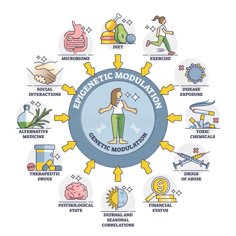 Epigenetic modulation as environmental effect to phenotype outline diagram