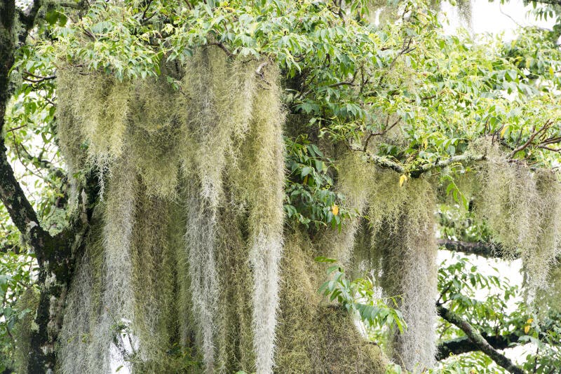 Lichens Hanging on Huge Tree Like Beard, Rarotonga, Cook Islands, South ...