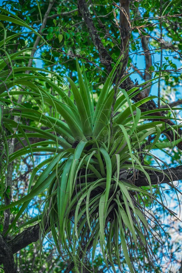 Epiphytes in Wild Tropics. Parasits Plants on Wood Stock Image - Image ...