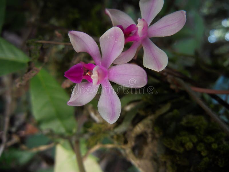 Epiphytic de orchideeverband van Phalaenopsistaenalis als stock afbeeldingen Epiphytic de orchideeverband van Phalaenopsistaenalis als stock afbeeldingen