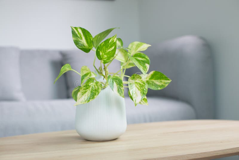 Epipremnum aureum plant or Golden pothos