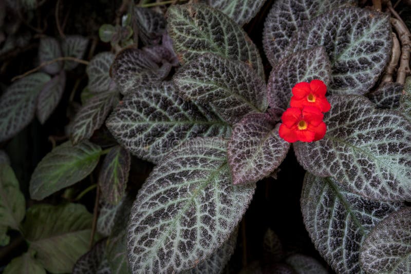 Episcia Cupreata beautiful red flower