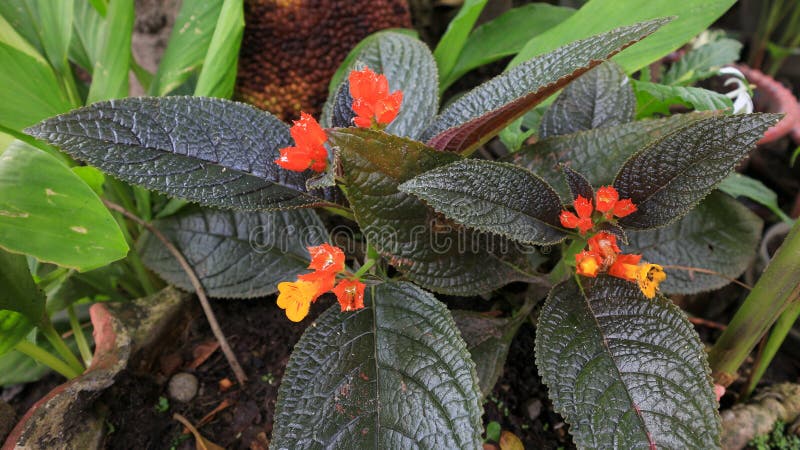 Episcia is a genus of flowering plants in the African violet family, Gesneriaceae. Macro photography of flowers plant.