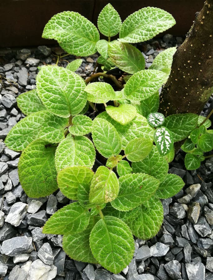 Episcia plant