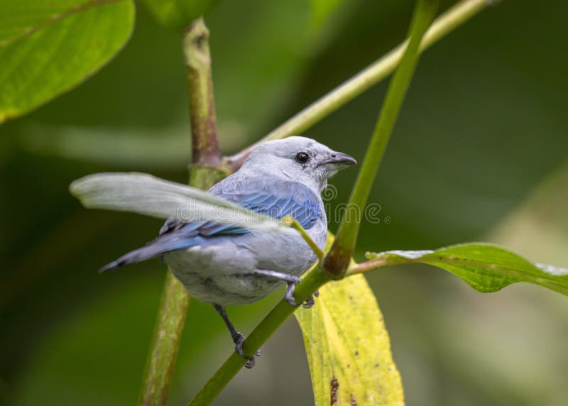 episcopus Bleu-gris de Thraupis de Tanager images stock episcopus Bleu-gris de Thraupis de Tanager images stock