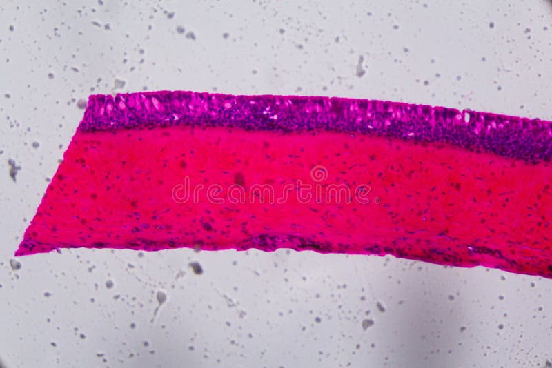 Epitelio ciliato sotto il microscopio - Abstra delle branchie del Anodonta fotografie stock libere da diritti Epitelio ciliato sotto il microscopio - Abstra delle branchie del Anodonta fotografie stock libere da diritti